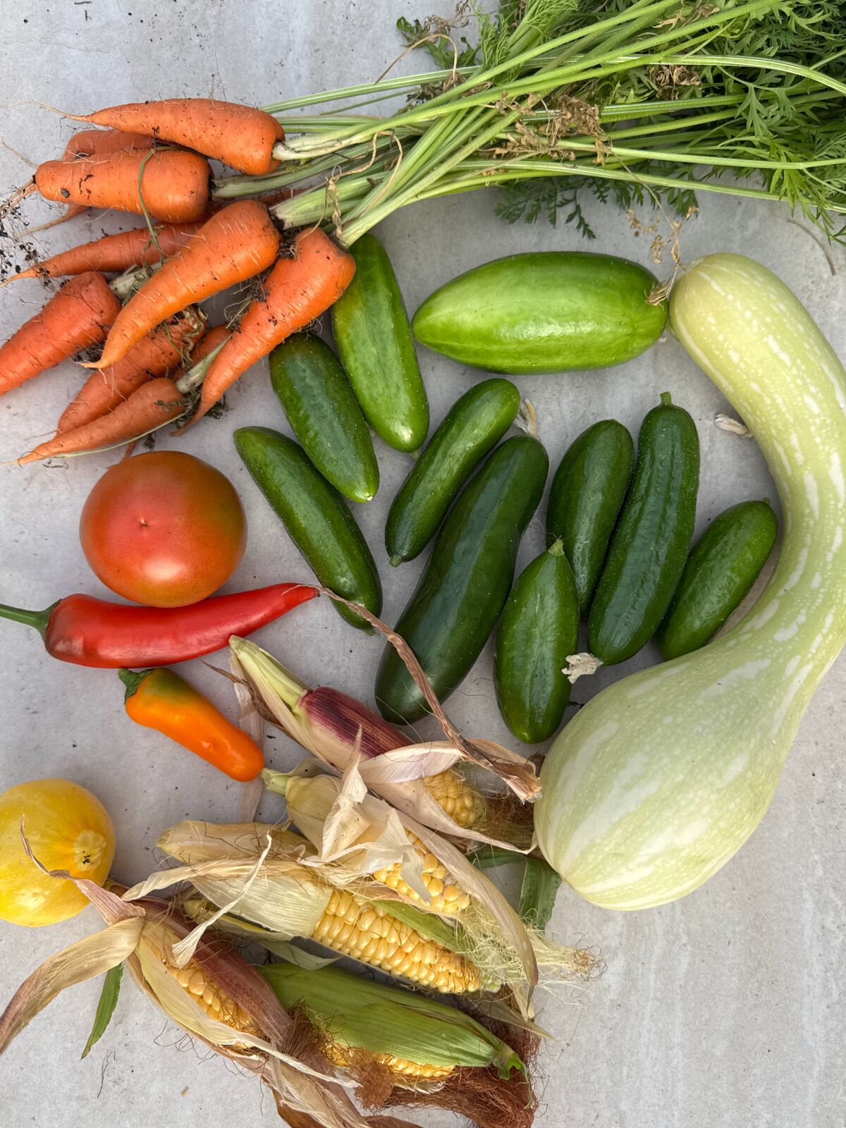 Freshly picked carrots, cucumbers, squash, peppers, and corn laid out on concrete
