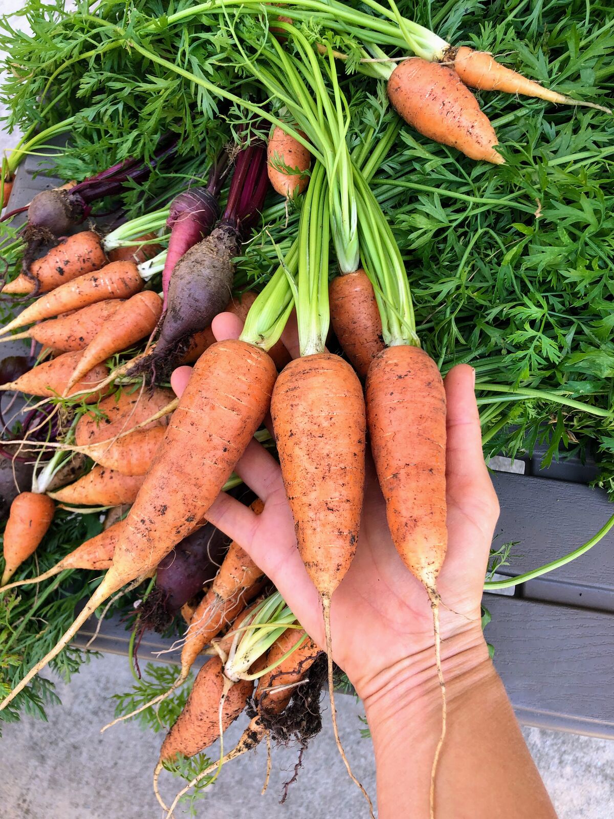 A hand holding a bunch of freshly pulled carrots and beets