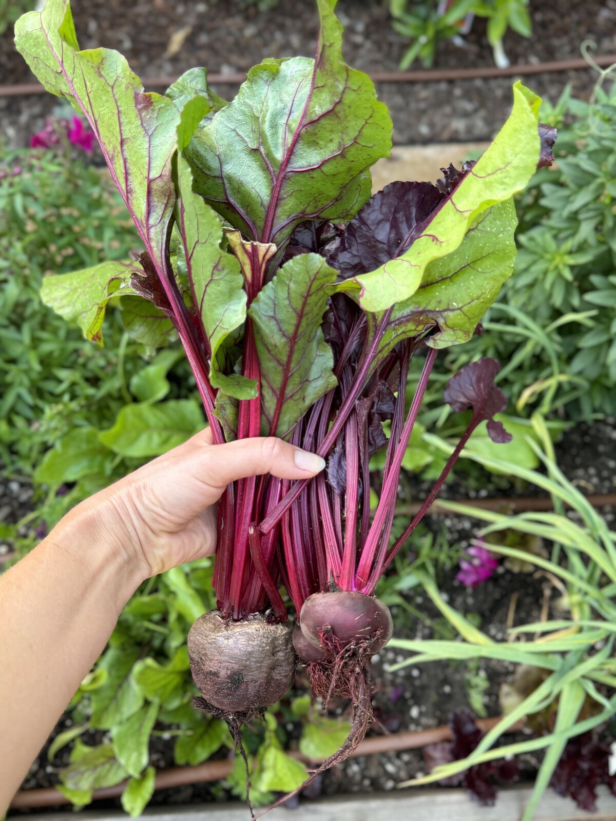 A hand holding a bunch of freshly picked beets with their greens