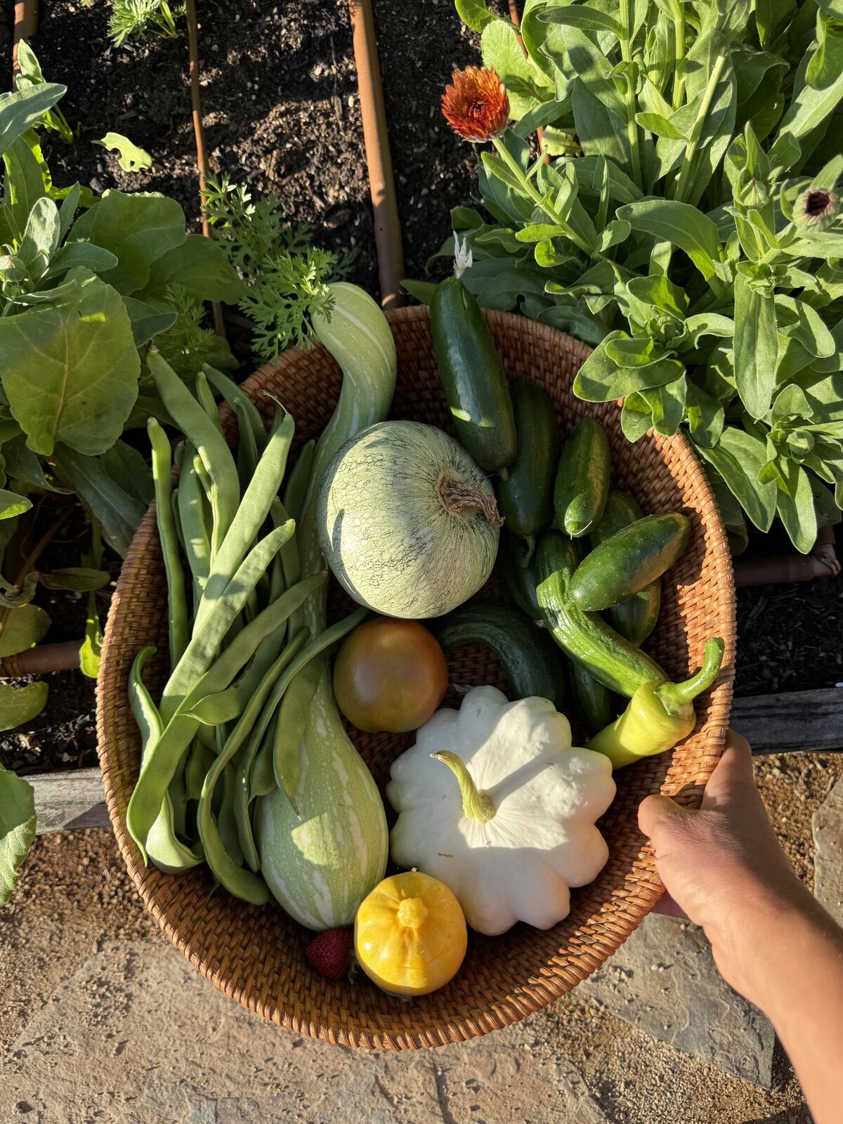 A basket of summer squash, cucumbers, and green beans