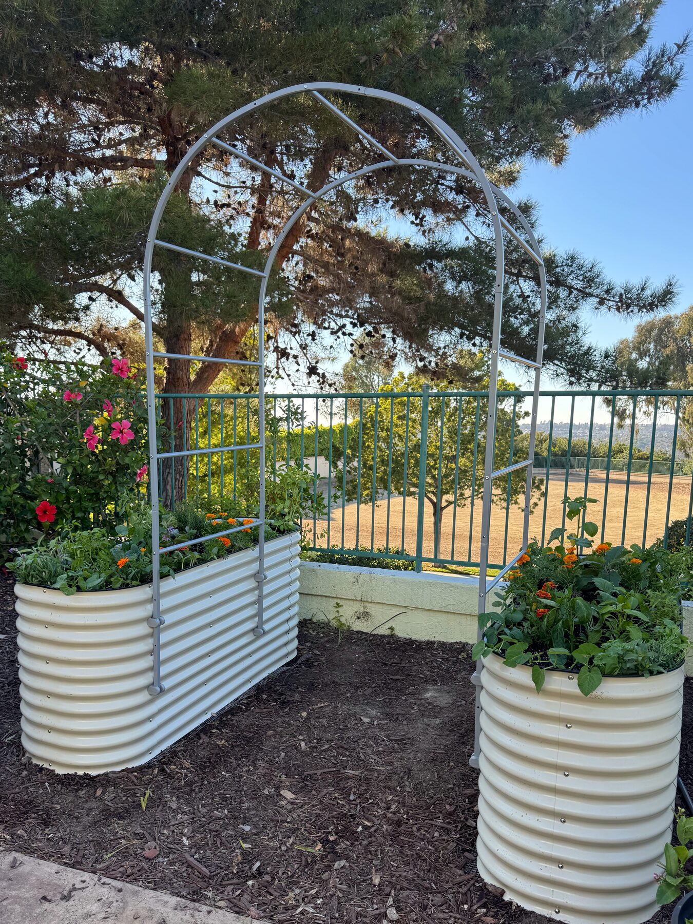 Cream corrugated metal raised beds with a matching arch trellis, planted with marigolds and hibiscus