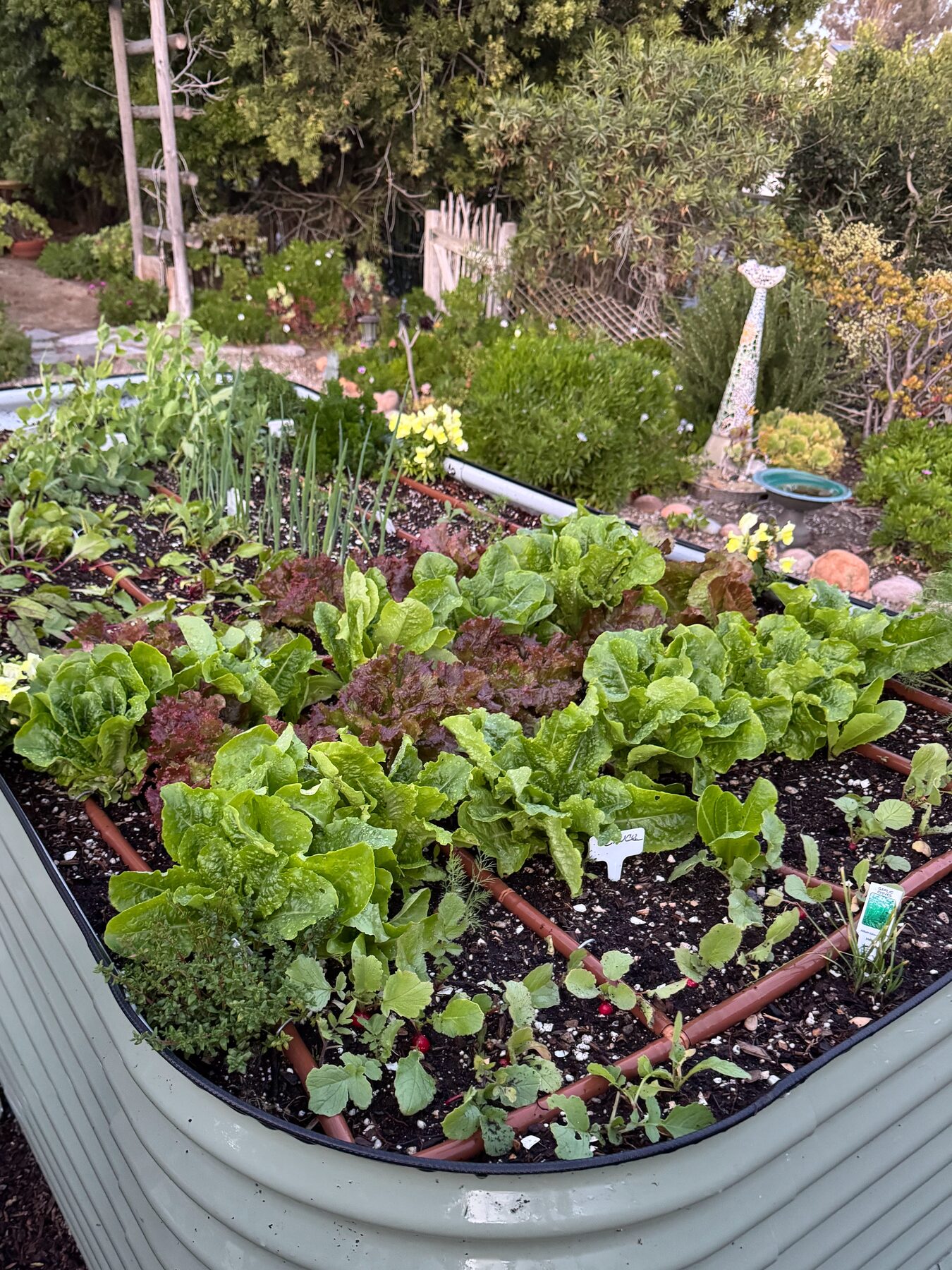 A sage-green oval raised bed densely planted with lettuce, radishes, and onions