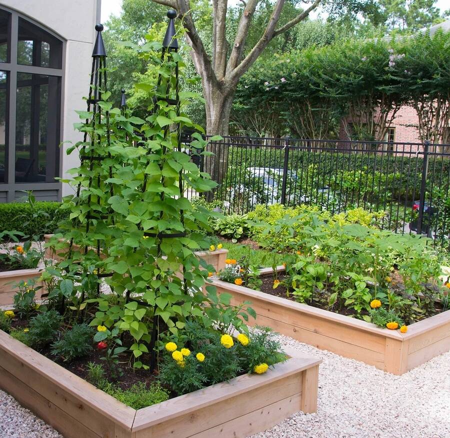 Cedar raised beds with black obelisk trellises and marigolds along a wrought iron fence